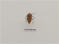 藏品(角盾蝽)的圖片